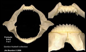 Oxynotus paradoxus_04.jpg